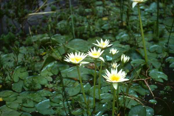 N flavo-virens Toluca Mex syn N gracilis in the wild